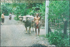 Buffalo : T�m� on mielest�ni koko reissun paras valokuva.