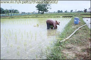 Main kodin takaa