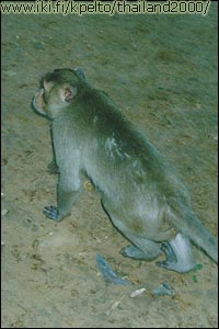 Apina 