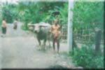 Buffalo : T�m� on mielest�ni koko reissun paras valokuva.