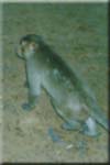 Apina 