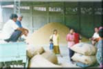 T�ss� myyd��n riisi� kokoomapaikalla. Yksi s�kki painaa noin 60kg ja siit� maksettin noin 800 THB.